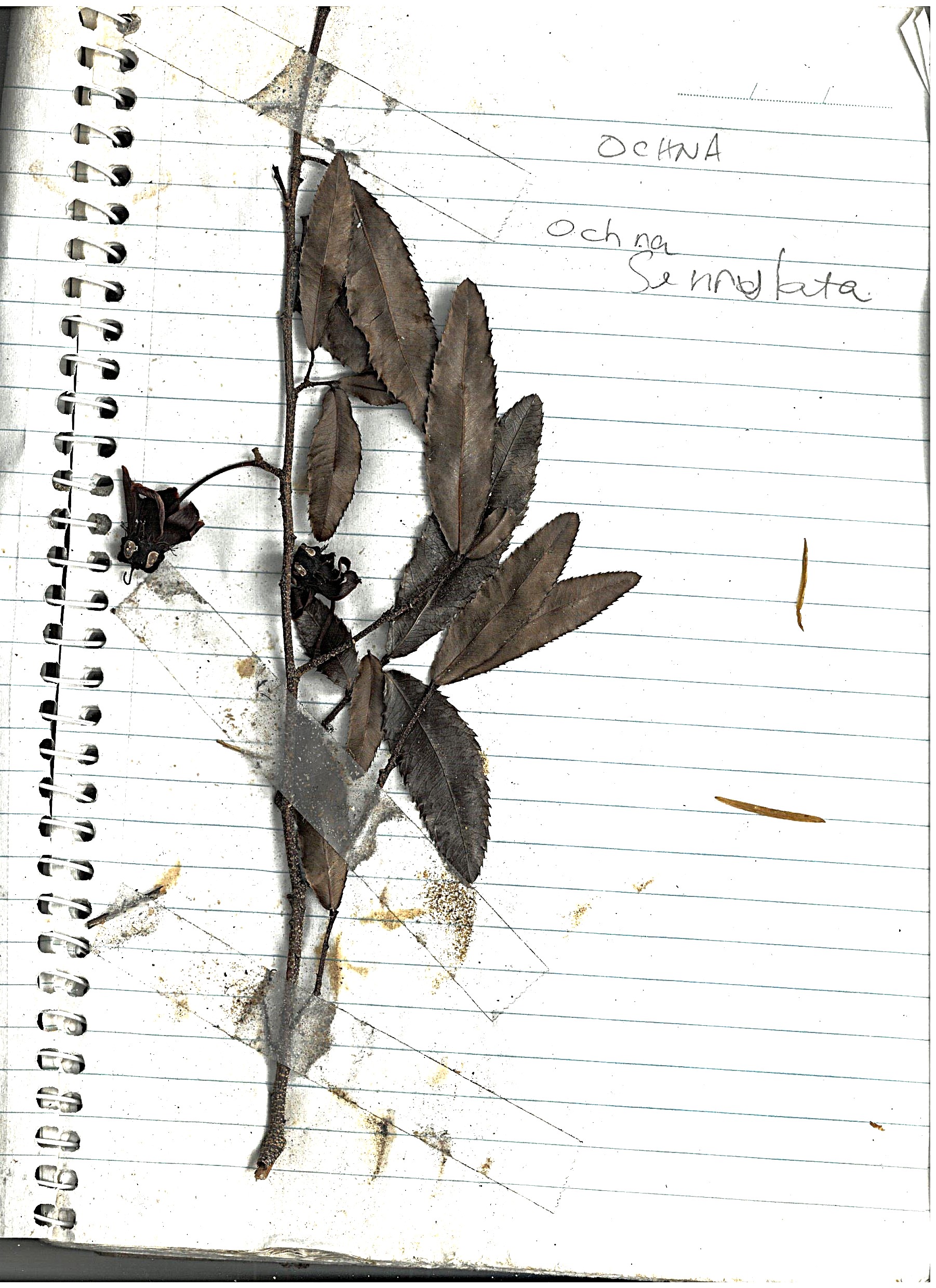 Asparagus Fern Image